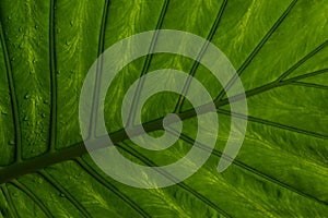 Wet leaf of a tropical tree shot from below.