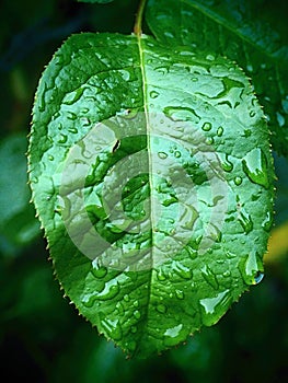 A wet leaf on which water drops are retained by rain