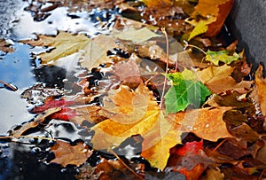 Wet leaves