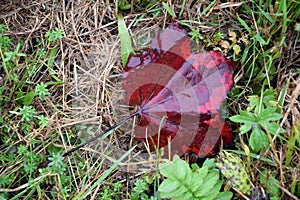 Wet leaves