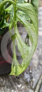 wet leaves after being drenched by rain