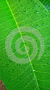 Wet plumeria leaf texture