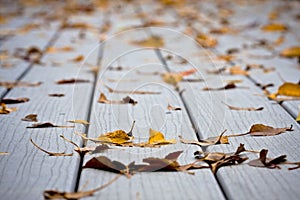 Wet leaves on decking photo