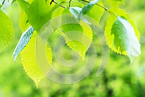 Wet leaves of elm tree with raindrops close up