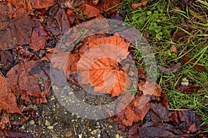 Wet leaves, grass and gravel in autumn