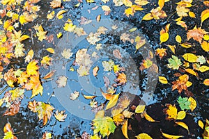 Wet leaves on ground - autumn theme