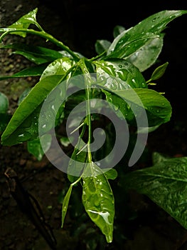 Wet leaves hit by the rain drops