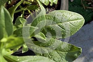 Wet leaves of nicotiana alata jasmine tobacco plant