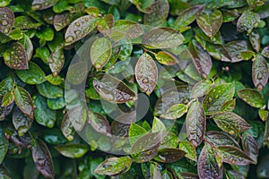 Wet leaves after rainfall