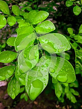 Wet leaves after rainyday photo