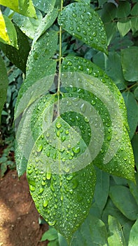 Wet leaves photo