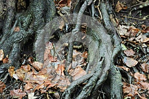 wet Leaves on wet Roots