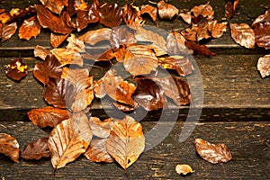Wet leaves on wooden planks in the autumn
