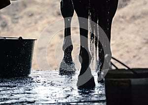 Wet legs of a sport horse during washing in stable.