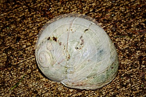 A wet Lewis`s Moon Snail Shel resting on concrete.