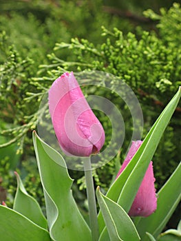 Wet light purple tulip