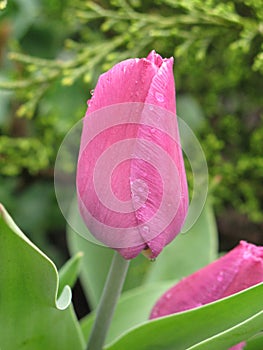 Wet light purple tulip