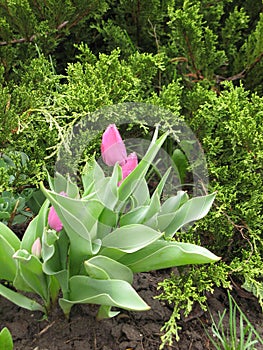 Wet light purple tulips