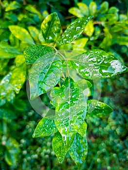 Wet lime (Djeruk limau) tree leaves during monsoon season In India. Dehradun Uttarakhand India