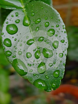 Wet lime leave when rainy