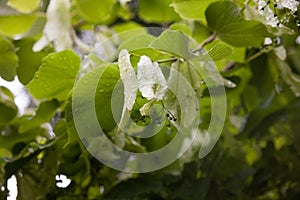 Wet lime tree linden branches