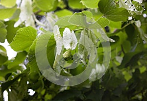 Wet lime tree linden branches