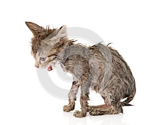 Wet little kitten on white background