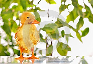 Wet little newly hatched duckling