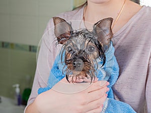 A wet little puppy wrapped in a towel sits in the owner arms.