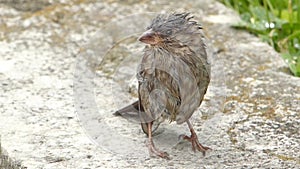 Wet little sparrow