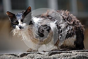 A wet little stray cat just after a bath