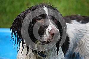 A wet liver and white working type english springer spaniel pet gundog