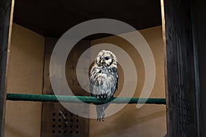 A Wet Long-tailed Owl Strix uralen