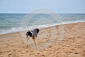 Wet lost dog walking on sandy beach and looking for a owner, Baltic Sea background