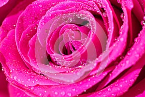 Wet magenta macro rose flower with shining little water beads of dew droplets