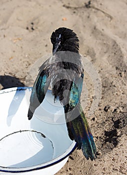 A wet Magpie or Pica Pica is cleaning his plumage.