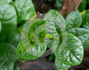 Wet malabar spinach