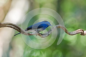 Wet Male Black-naped monarch, blue flycatcher bird with black pa