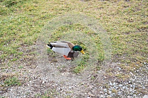 Wet male duck walking on the grass