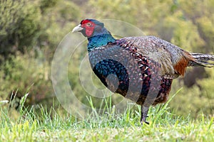 Wet Male Pheasant in The Rain