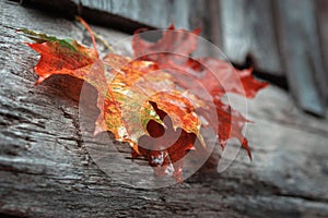 Wet maple leaf. Red fallen leaf. Bouquet of wilting leaf close-up. Village style. Soft focus