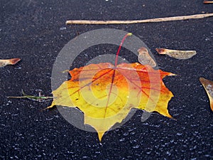 Wet maple leafe on ground photo