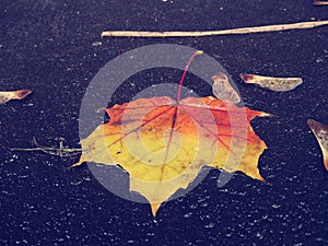 Wet maple leafe on ground