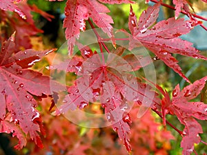 Wet Maple Leaves