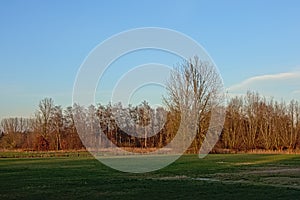 Wet meadow with bare winter trees and reed in the flemish countryside