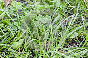 Wet meadow grass after rain, side view, shallow DOF. Fresh green grass banner with dew drops