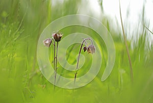 Wet meadows sometimes support this beautiful flower known as water avens