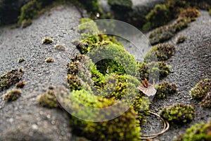 Wet moss on a roof