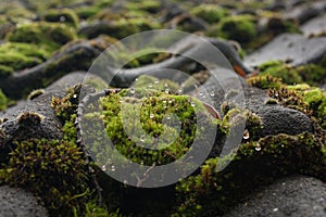 Wet moss on a roof