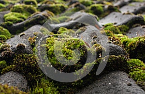 Wet moss on a roof